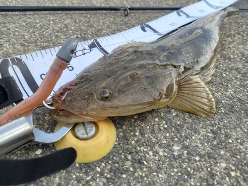 マゴチの釣果