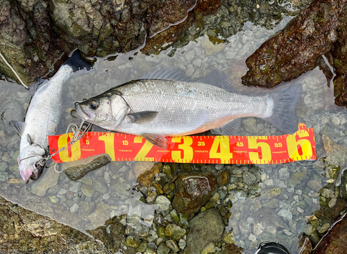 ヒラスズキの釣果