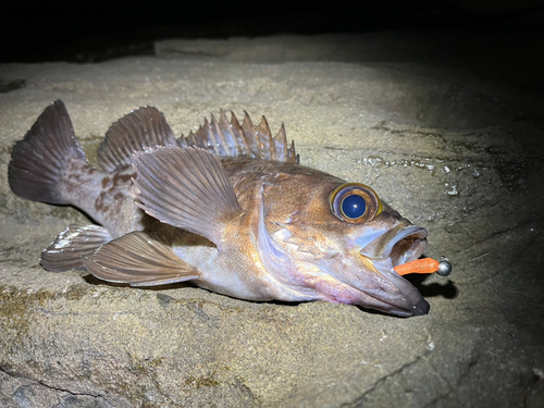 シロメバルの釣果