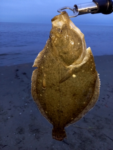 カレイの釣果