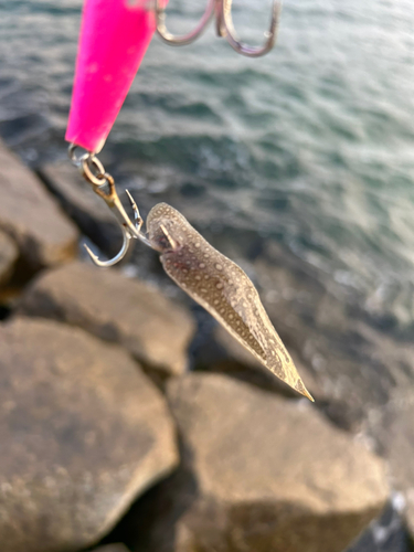 シタビラメの釣果