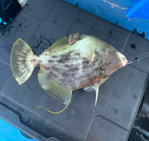 カワハギの釣果