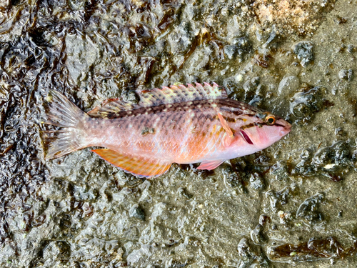 アカササノハベラの釣果