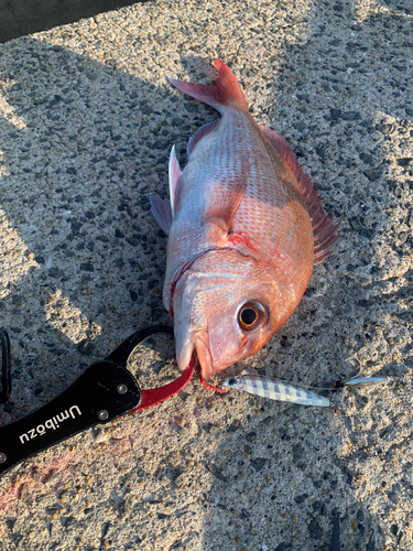 タイの釣果