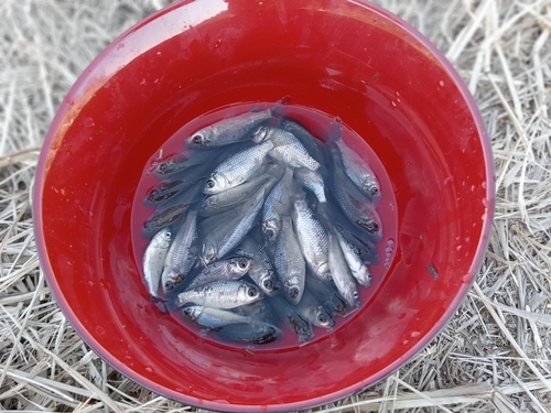 フナの釣果