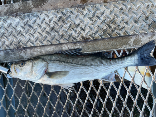 フッコ（マルスズキ）の釣果