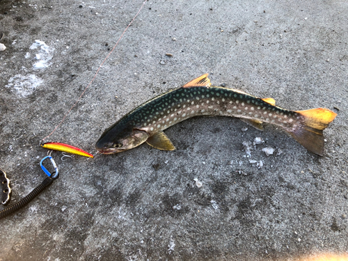 アメマスの釣果