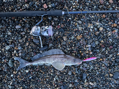 ホッケの釣果