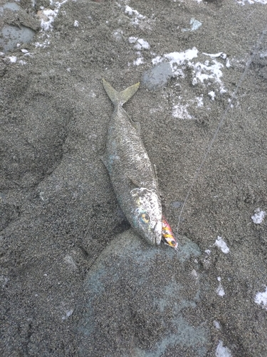 ワカシの釣果