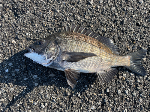 チヌの釣果