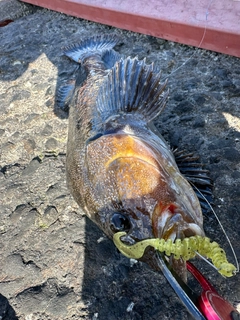 アイナメの釣果