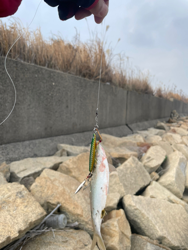 コノシロの釣果