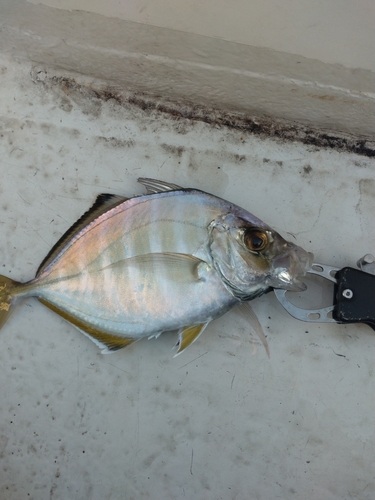 カイワリの釣果