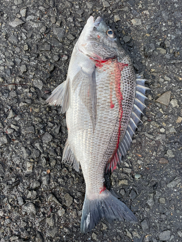 チヌの釣果