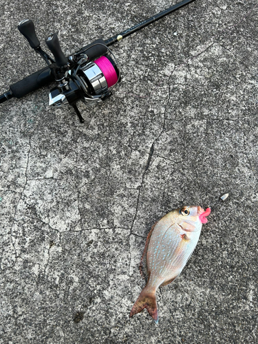 カマスの釣果