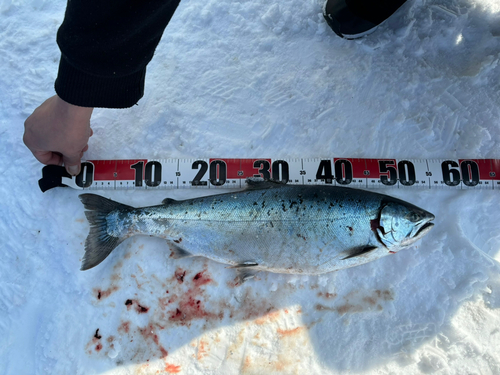 サクラマスの釣果