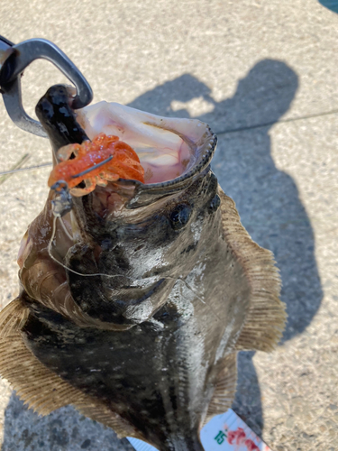 ヒラメの釣果