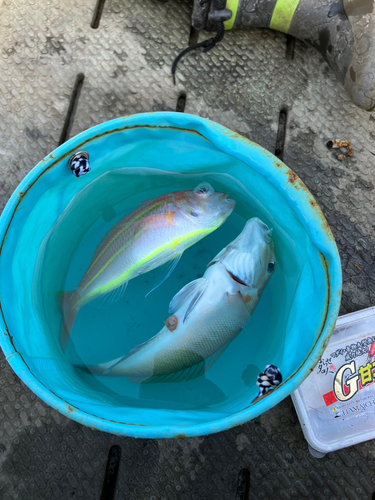 シロアマダイの釣果