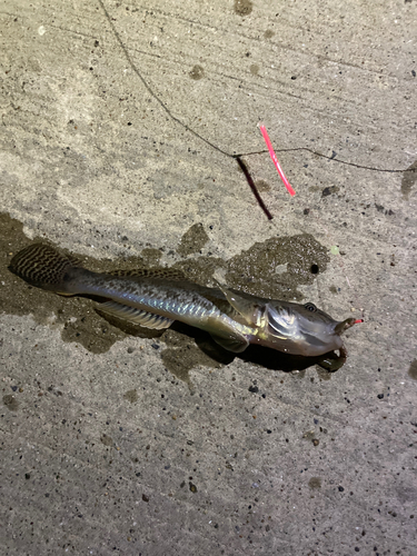 マハゼの釣果