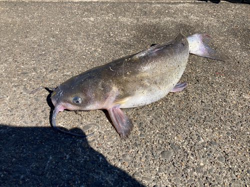 アメリカナマズの釣果