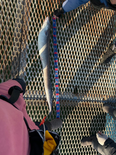 ダイナンアナゴの釣果