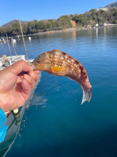 ベラの釣果