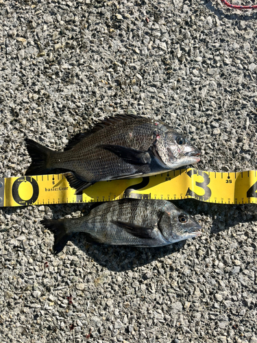 クロダイの釣果