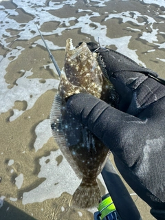 ソゲの釣果