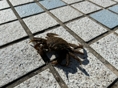 カニの釣果