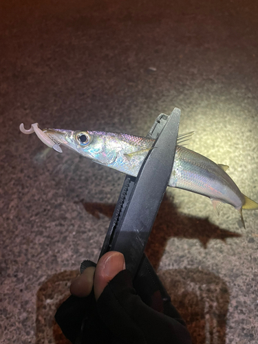 カマスの釣果