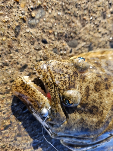 ヒラメの釣果