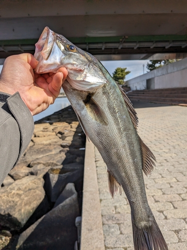 ハネ（マルスズキ）の釣果