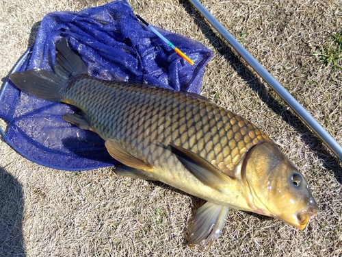 コイの釣果