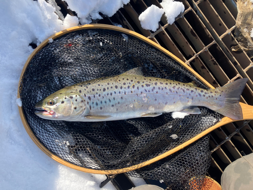 ブラウントラウトの釣果