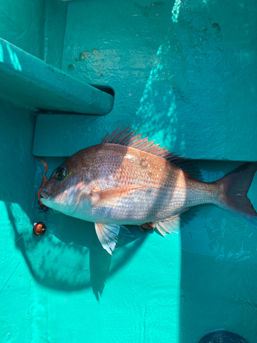 マダイの釣果