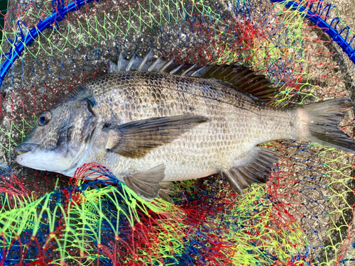 チヌの釣果