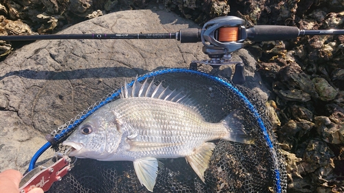 キビレの釣果