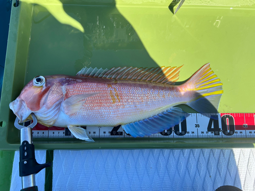 アカアマダイの釣果