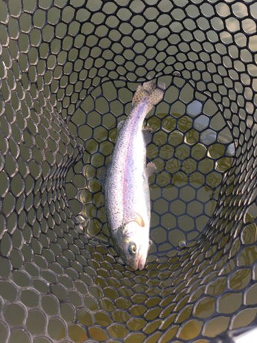 ニジマスの釣果