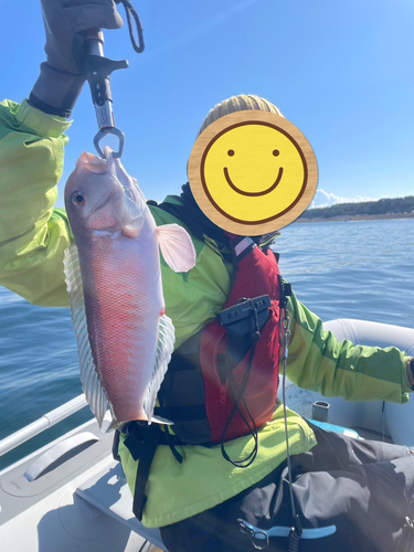 シロアマダイの釣果