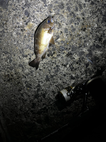 シロメバルの釣果