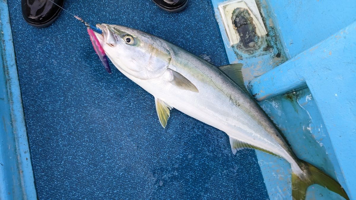 🎣みやもん🎣さんの釣果 3枚目の画像