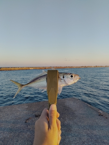 マアジの釣果