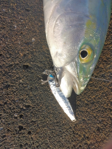 ハマチの釣果