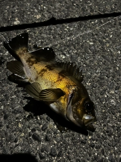 シロメバルの釣果