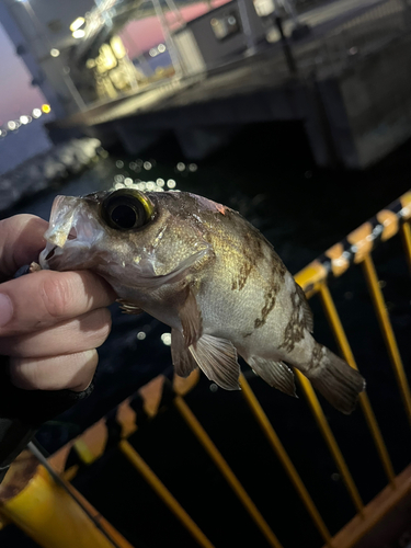 メバルの釣果