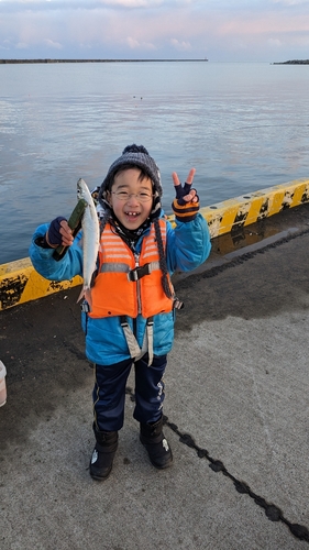 ニシンの釣果