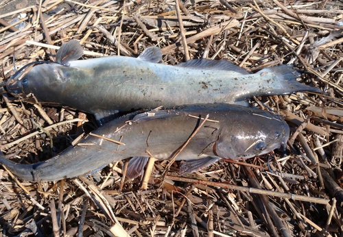 アメリカナマズの釣果