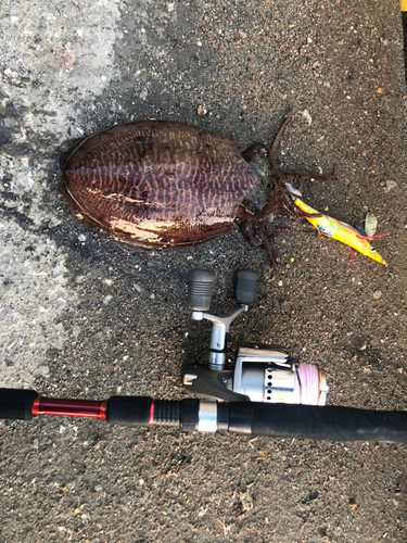 コウイカの釣果