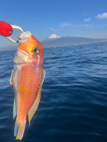 アマダイの釣果